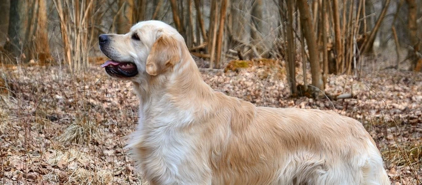 Αποτρόπαιο έγκλημα στη Λέσβο των χιλιάδων παράνομων μεταναστών: «Άγνωστοι» τύφλωσαν σκυλάκι (φώτο)
